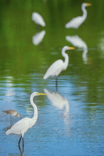 Great white egrets (Ardea alba) looking for food in a pond, Sanibel Island, J.N. Ding Darling National Wildlife Refuge, Florida, USA, North America