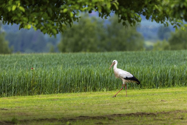 White stork (Ciconia ciconia), in front of barley field, Göggingen, district of Sigmaringen, Baden-Württemberg, Germany, Europe