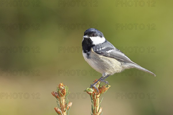 Fir tit (Parus ater), sitting on the top of a young spruce, European spruce (Picea abies), Wilnsdorf, North Rhine-Westphalia, Germany, Europe