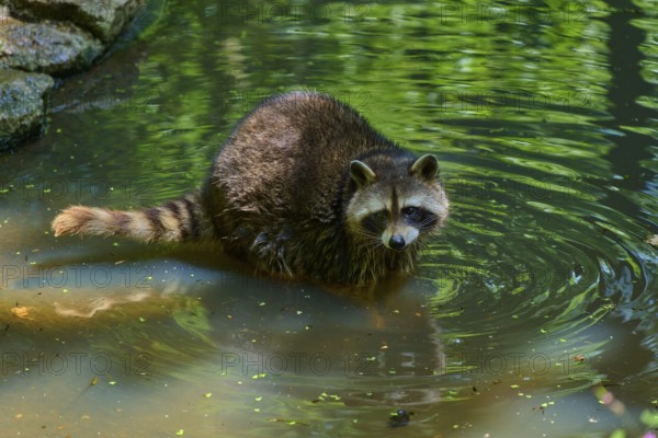A raccoon (Procyon lotor), standing in the water, surrounded by nature and stones, covered with brown fur, Germany, Europe