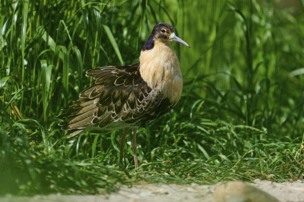 Ruff (Philomachus pugnax), with light and dark plumage in green grass, France, Europe