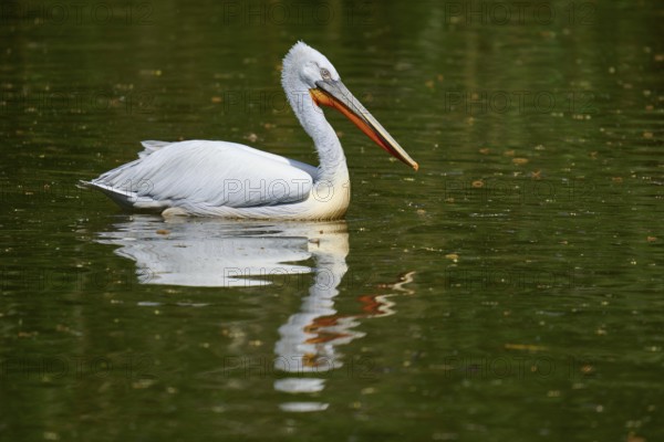 Dalmatian pelican (Pelecanus crispus), swimming leisurely on a still water, reflected in the calm water, France, Europe