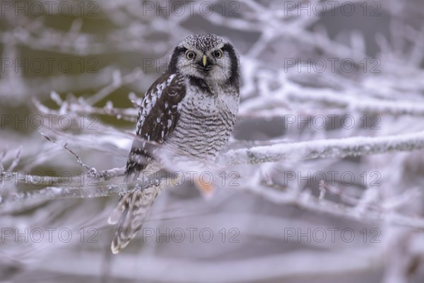 Barred owl (Surnia ulula), sitting on a beech branch covered with hoarfrost, winter visitor, biosphere reserve, Swabian Alb, Baden-Württemberg, Germany, Europe