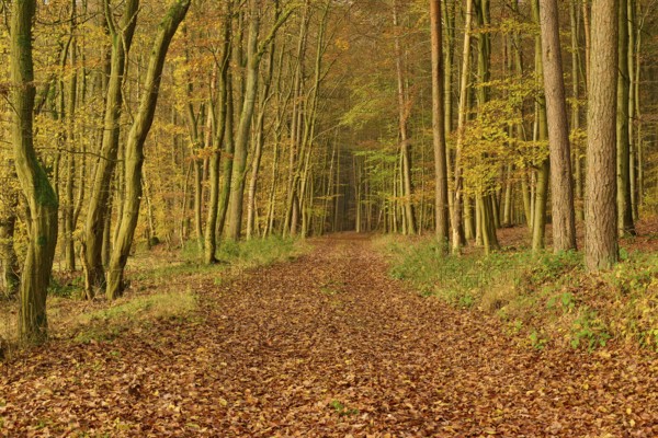 A forest path covered with colourful autumn leaves, flanked by tall trees, Hornbach, Walldürn, Odenwald, Neckar-Odenwald district, Baden-Württemberg, Germany, Europe