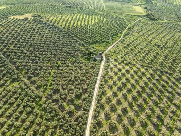 Fields of olive trees, trees planted in rows, aerial view, near village Cabra, Andalusia, Spain, Europe