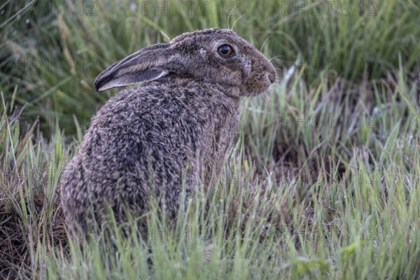European hare (Lepus europaeus), Emsland, Lower Saxony, Germany, Europe