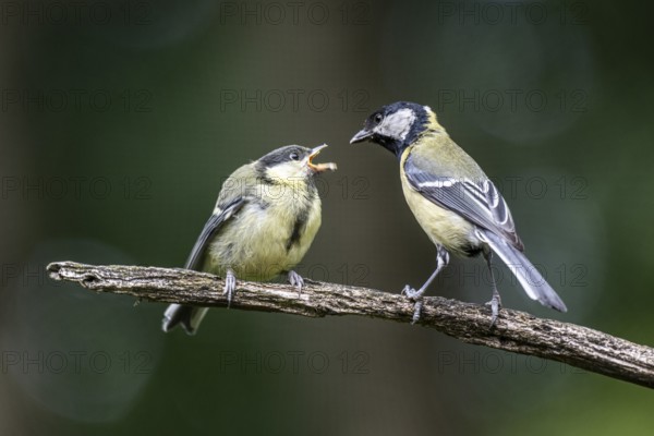 Great tits (Parus major), feeding young birds, Emsland, Lower Saxony, Germany, Europe