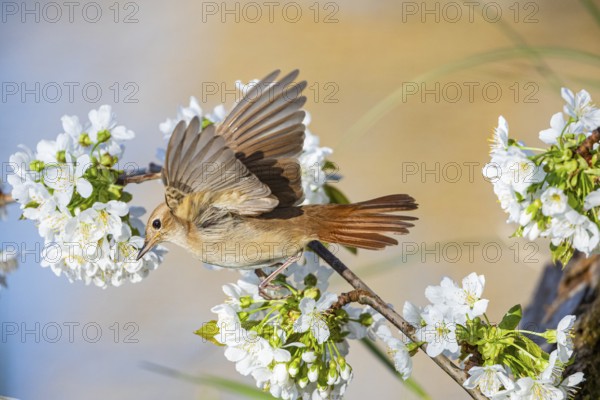 Nightingale (Luscinia megarhynchos) Germany