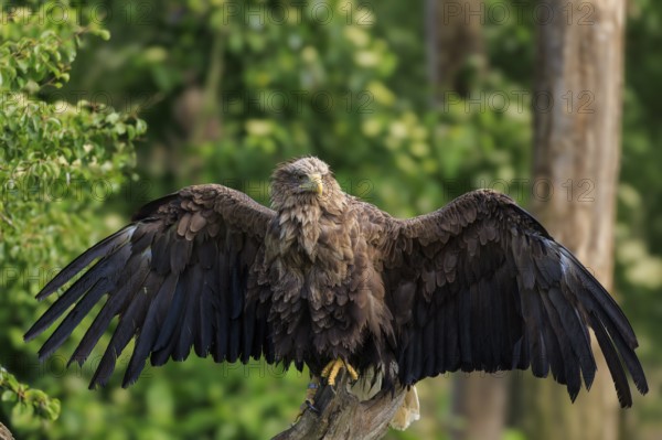 Eagle with wide open wings sitting in a forest, White-tailed Eagle (Haliaeetus albicilla), France, Europe