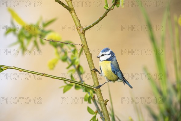 Blue tit (Parus caeruleus) Germany