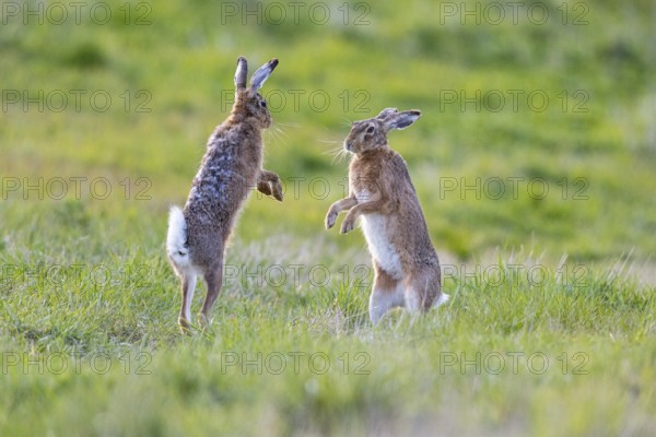 European hare (Lepus europaeus) Mating season Germany