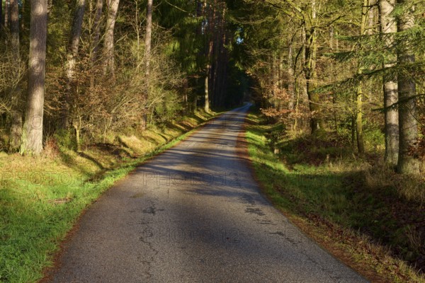 A narrow path, with autumn leaves, sun and shadow play of the trees, Buchen, Odenwald, Neckar-Odenwald district, Baden-Württemberg, Germany, Europe