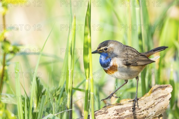 Bluethroat (Luscinia svecica cyanecula) ml Germany