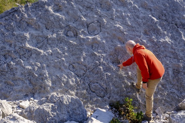 Dinosaur tracks, rockslide area, Marocche di Dro biotope, near Dro, Sarca Valley, Trentino, Italy, Europe