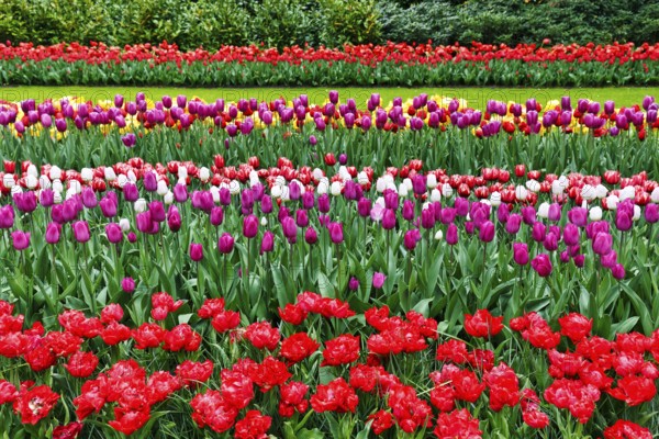 Different coloured tulips (Tulipa), colourful tulip bed, shades of red, Keukenhof gardens, Lisse, Bollenstreek, South Holland, Netherlands