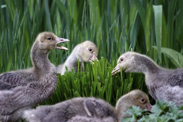Greylag goose, chick, May, Germany, Europe