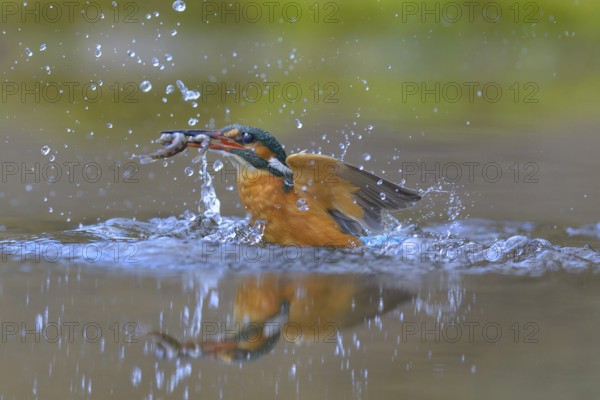 Kingfisher (Alcedo atthis), taking off from the water with a fish in its beak, Lechauen, Bavaria, Germany, Europe