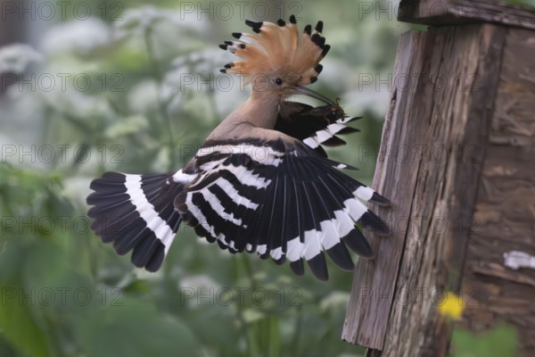 Hoopoe (Upupa epops) flies to the nesting box with captured mole cricket, Upper Spreewald, Brandenburg, Germany, Europe