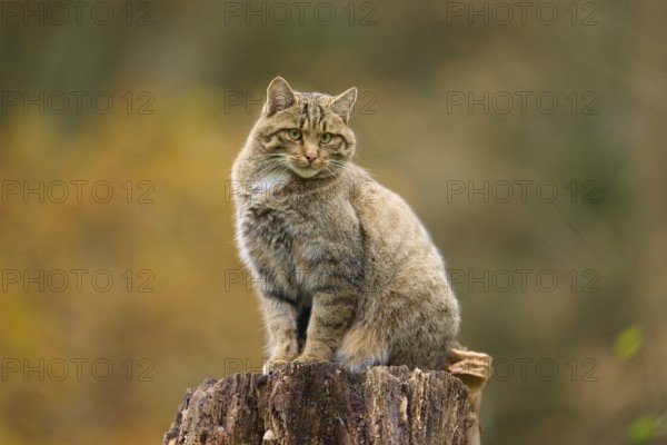 European wildcat (Felis silvestris), on a tree stump with autumnal background, Germany, Europe