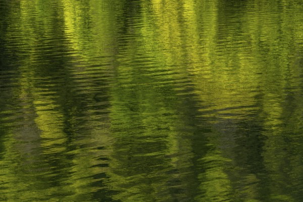 The water is green and rippling. The reflection of the trees is in the water. Vosges Mountains, France, Europe