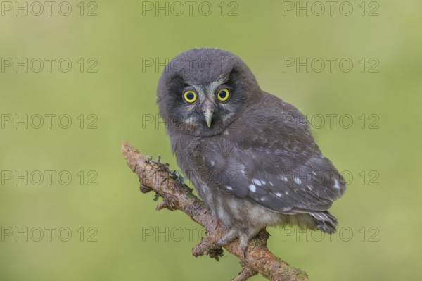 Great Horned Owl (Aegolius funereus), young bird sitting on a larch branch, wildlife, nature photography, owls, owls, Siegerland, North Rhine-Westphalia, Germany, Europe