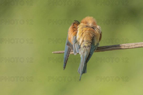 European bee-eater (Merops apiaster) on a branch during the breeding season in spring. Jechtingen, Emmendingen, Kaiserstuhl, Freiburg im Breisgau, Baden-Württemberg, Germany, Europe