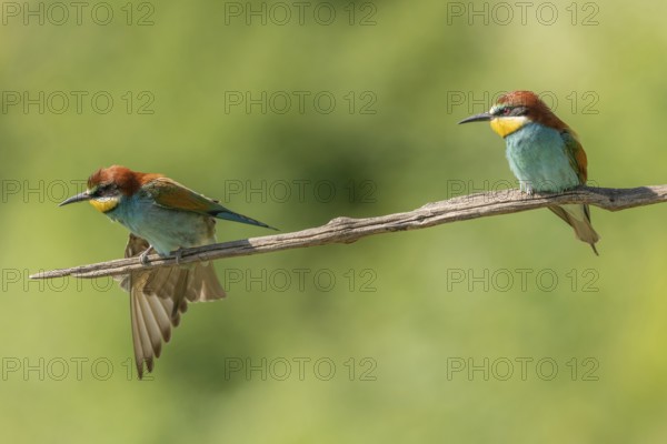European bee-eater (Merops apiaster) on a branch during the breeding season in spring. Jechtingen, Emmendingen, Kaiserstuhl, Freiburg im Breisgau, Baden-Württemberg, Germany, Europe