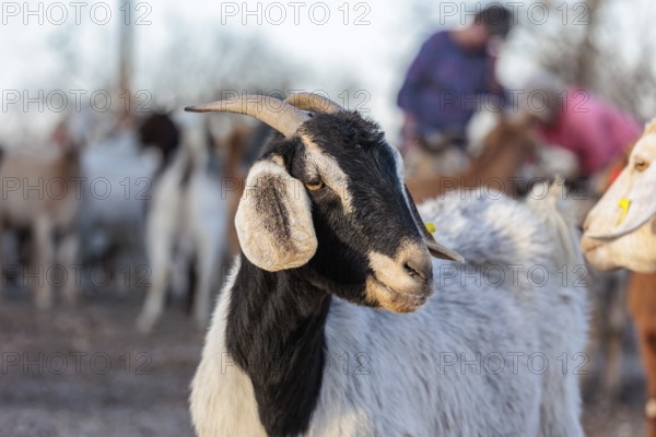 Domesticated goat livestock raised for meat producion on a ranch in Sonora, Texas, USA, North America