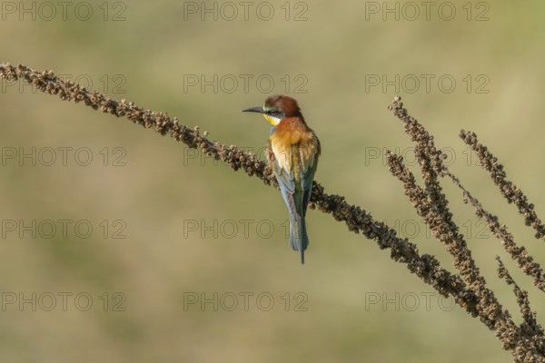 European bee-eater (Merops apiaster) on a branch during the breeding season in spring. Jechtingen, Emmendingen, Kaiserstuhl, Freiburg im Breisgau, Baden-Württemberg, Germany, Europe