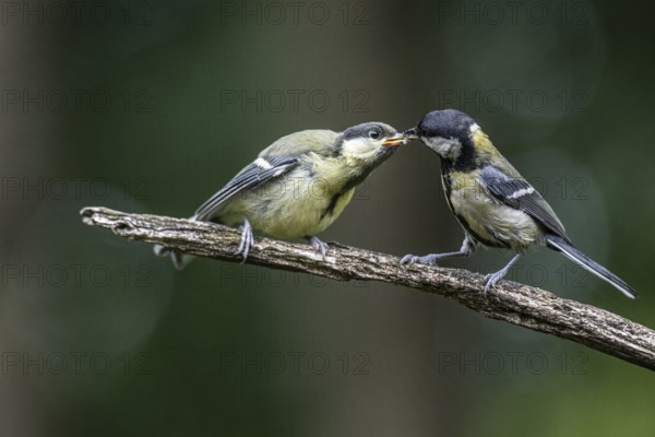 Great tits (Parus major), feeding young birds, Emsland, Lower Saxony, Germany, Europe