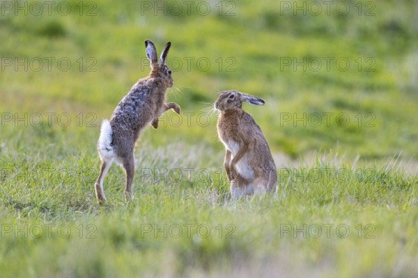 European hare (Lepus europaeus) Mating season Germany