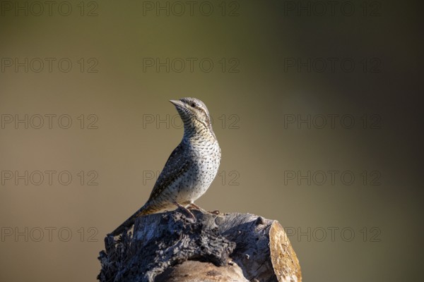 Eurasian wryneck (Jynx torquilla) Germany