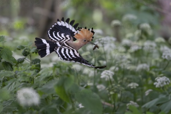 Hoopoe (Upupa epops) in flight with captured mole cricket, Upper Spreewald, Brandenburg, Germany, Europe