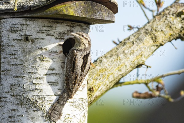Eurasian wryneck (Jynx torquilla) Germany