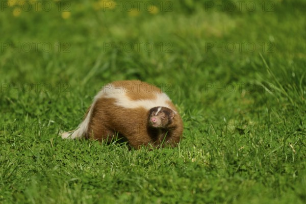 A skunk (Mephitis mephitis), tilts its head and looks curiously at the meadow, France, Europe