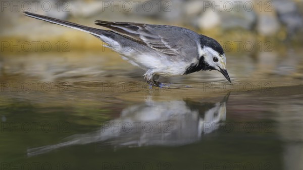 White wagtail (Motacilla alba), male bathing, biosphere reserve, Swabian Alb, Baden-Württemberg, Germany, Europe