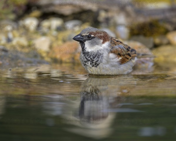 House sparrow (Passer domesticus), male bathing, biosphere reserve, Swabian Alb, Baden-Württemberg, Germany, Europe