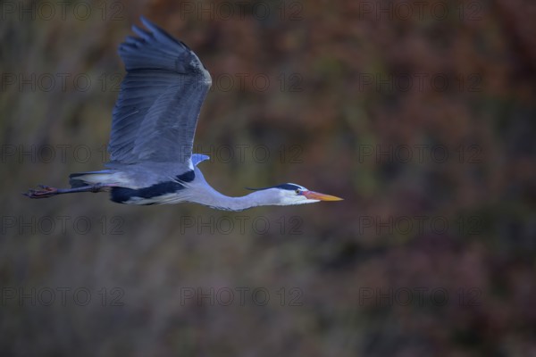 Grey heron (Ardea cinerea), adult heron in flight, evening light, Neckar valley, Baden-Württemberg, Germany, Europe