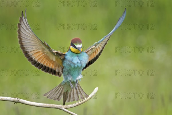 Bee-eater (Merops apiaster) newcomer to Saxony-Anhalt, blaze of colour, approaching, flying, wings spreading, sunrise, Germany, Europe