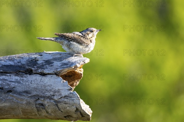 Eurasian wryneck (Jynx torquilla) Germany