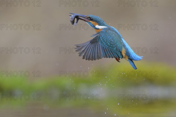 Kingfisher (Alcedo atthis), in flight with fish in its beak, Lechauen, Bavaria