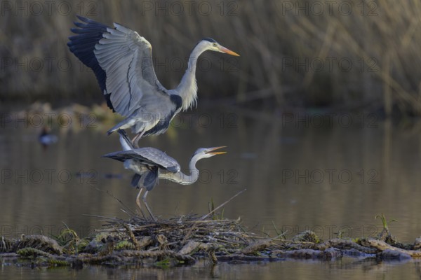 Grey heron (Ardea cinerea), adult heron and young bird copulating on a water lily root in front of reeds, Neckar valley, Baden-Württemberg, Germany, Europe