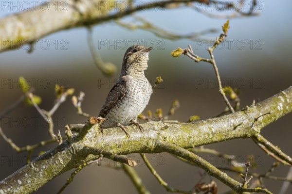 Eurasian wryneck (Jynx torquilla) Germany