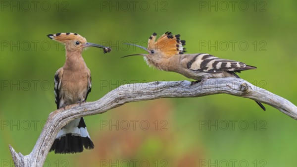 Hoopoe (Upupa epops) Bird of the Year 2022, male with food for his female, bridal gift, pair formation, courtship, foraging, erected bonnet, pair, breeding den, sunrise, interaction, flying, begging for food, climate change, Middle Elbe Biosphere Reserve, Saxony-Anhalt, Germany, Europe