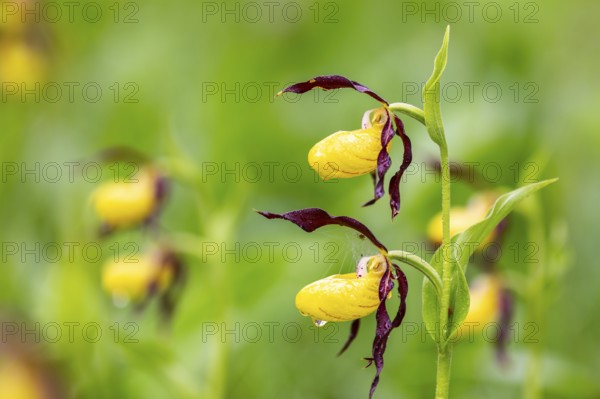 European lady's slipper (Cypripedium calceolus), orchid family (Orchidaceae), Upper Danube nature park Park, Fridingen, Upper Danube Nature Park, Baden-Württemberg, Germany, Europe