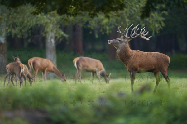 Red deer (Cervus elaphus), group of red deer standing peacefully on a green meadow in the forest, Germany, Europe
