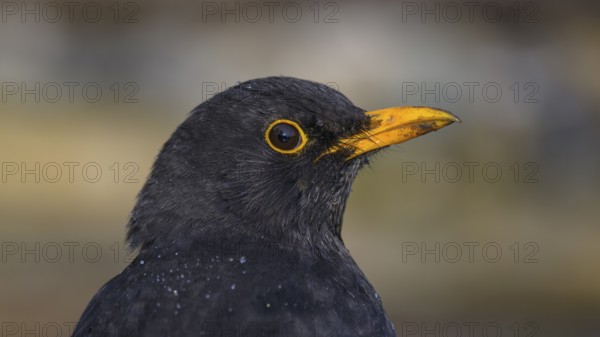 Blackbird (Turdus merula), male, animal portrait, biosphere reserve, Swabian Alb, Baden-Württemberg, Germany, Europe