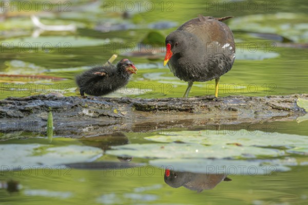 A common moorhen (Gallinula chloropus) provides food for its two-week-old young owl. Bas rhin, Alsace, grand est, France, Europe