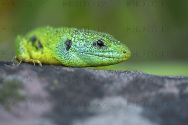 Western green lizard (Lacerta bilineata), animal portrait, resting on a stone of a dry stone wall, Neckar valley, Baden-Württemberg, Germany, Europe