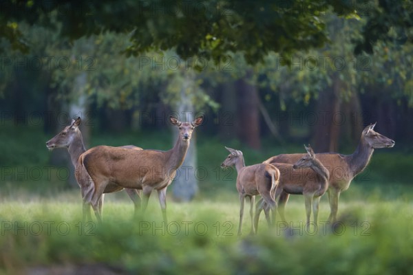 Red deer (Cervus elaphus), group of hinds, on a green forest meadow, penetrated by soft light, Germany, Europe